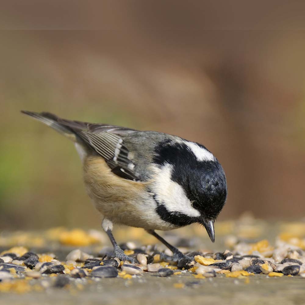 Winterfutter für Wildvögel – Hochwertiges Futter 5 kg