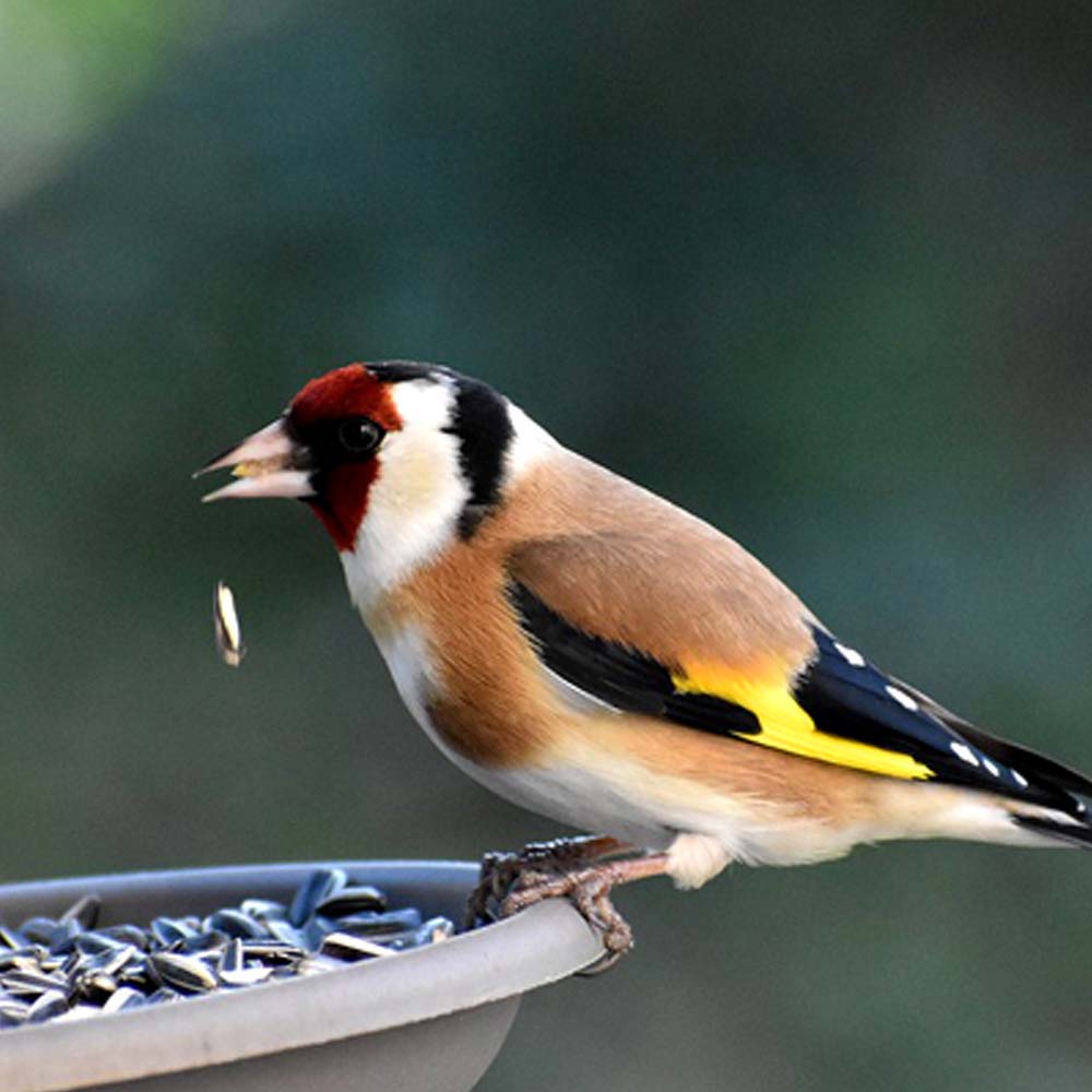 Winterfutter für Wildvögel – Hochwertiges Futter 5 kg