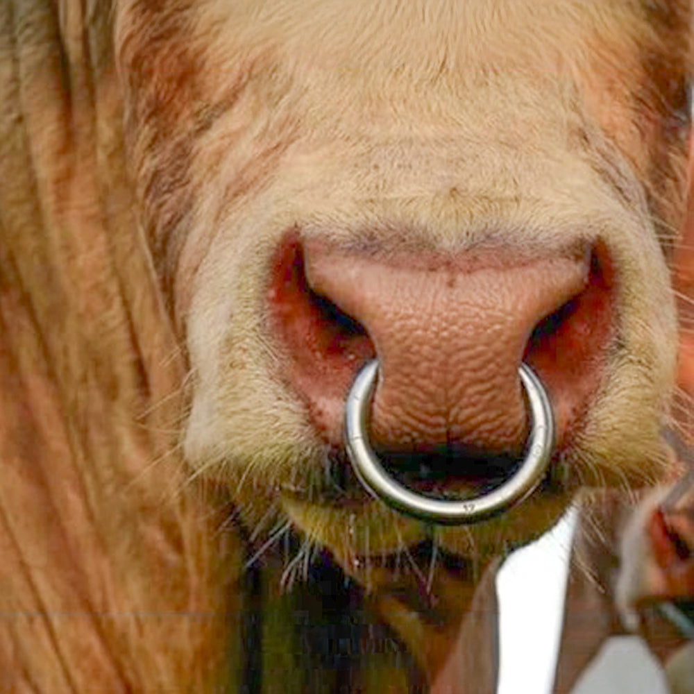 Viti Di Ricambio Per Anelli Toro