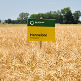 Wintergerste Hannelore 30kg – Hoher Ertrag & Exzellente Kornqualität