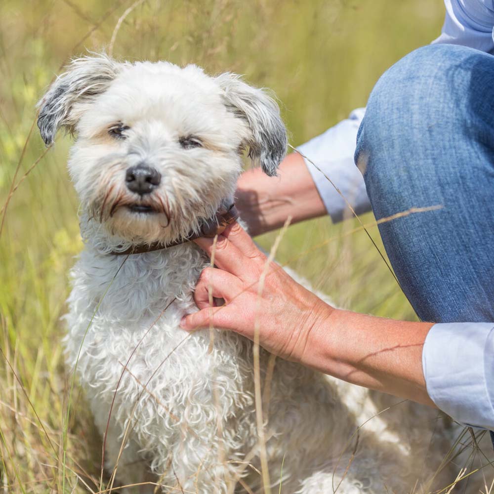 Ungezieferhalsband für hunde 60cm