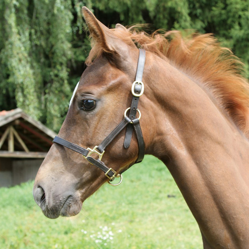 Cavezza Eco per Puledro in Cuoio Regolabile con Ferramenta Leggera e Resistente