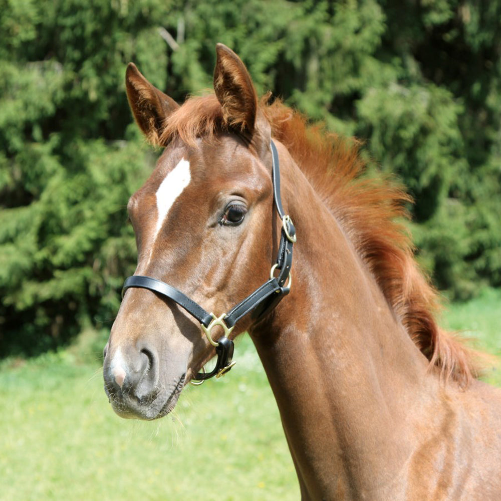 Cavezza Eco per Puledro in Cuoio Regolabile con Ferramenta Leggera e Resistente