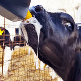 Vitelli Tettarella Giallo per Milk Bar 10pz