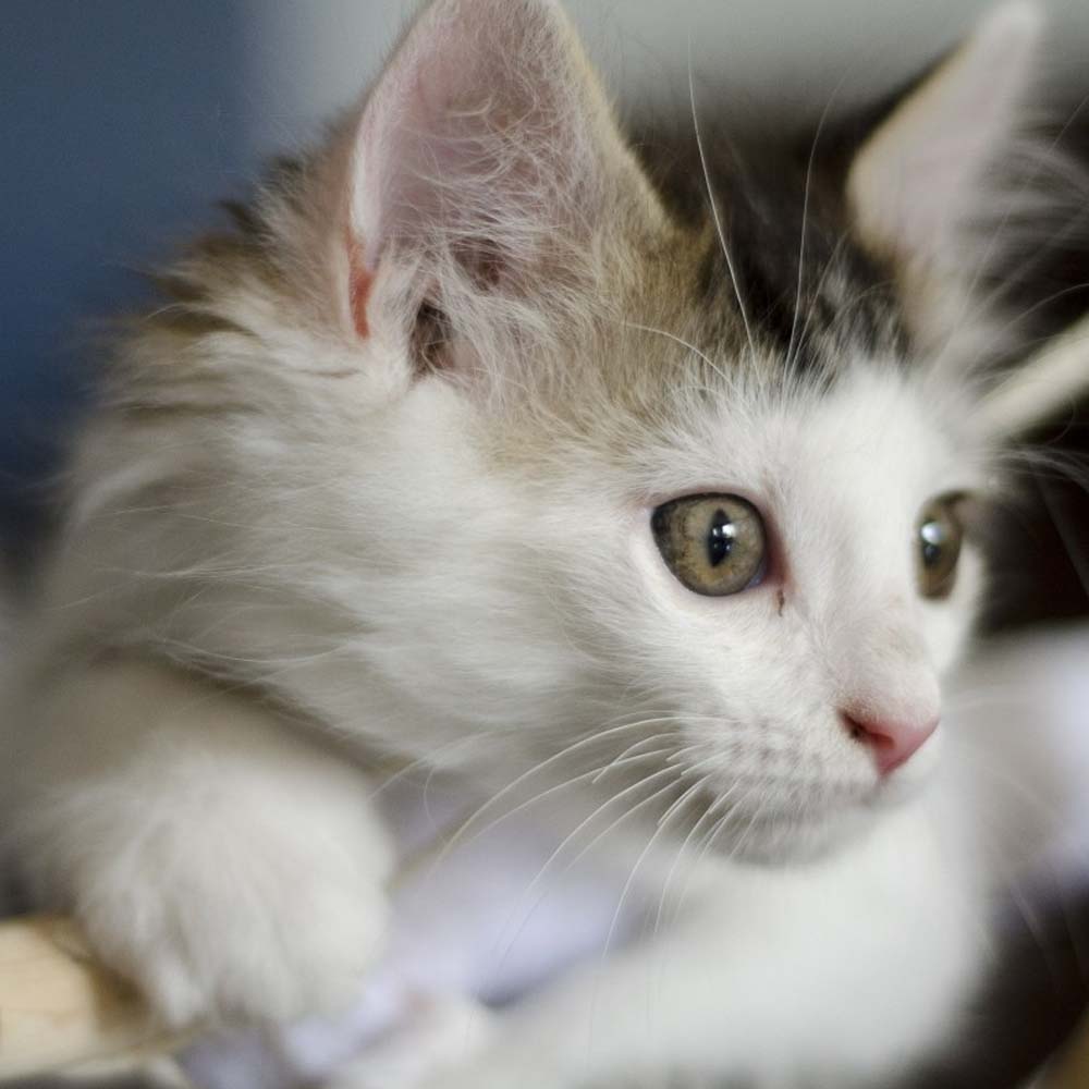 Weiße Siesta Katzenhängematte für Katzen