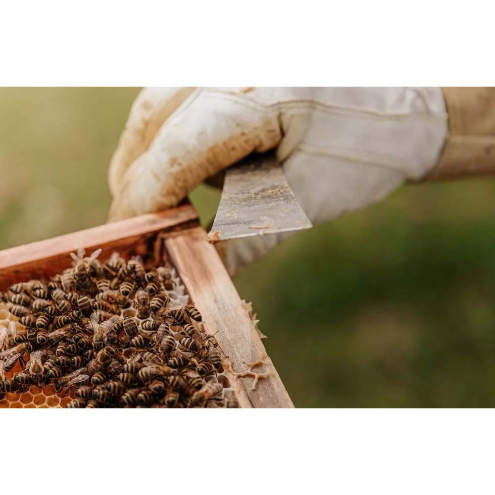 AMI Stainless steel hive scrapers