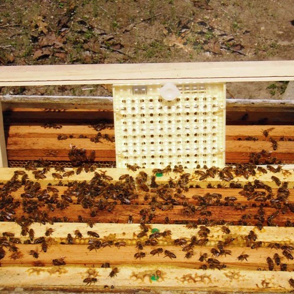 Queen rearing plastic cups