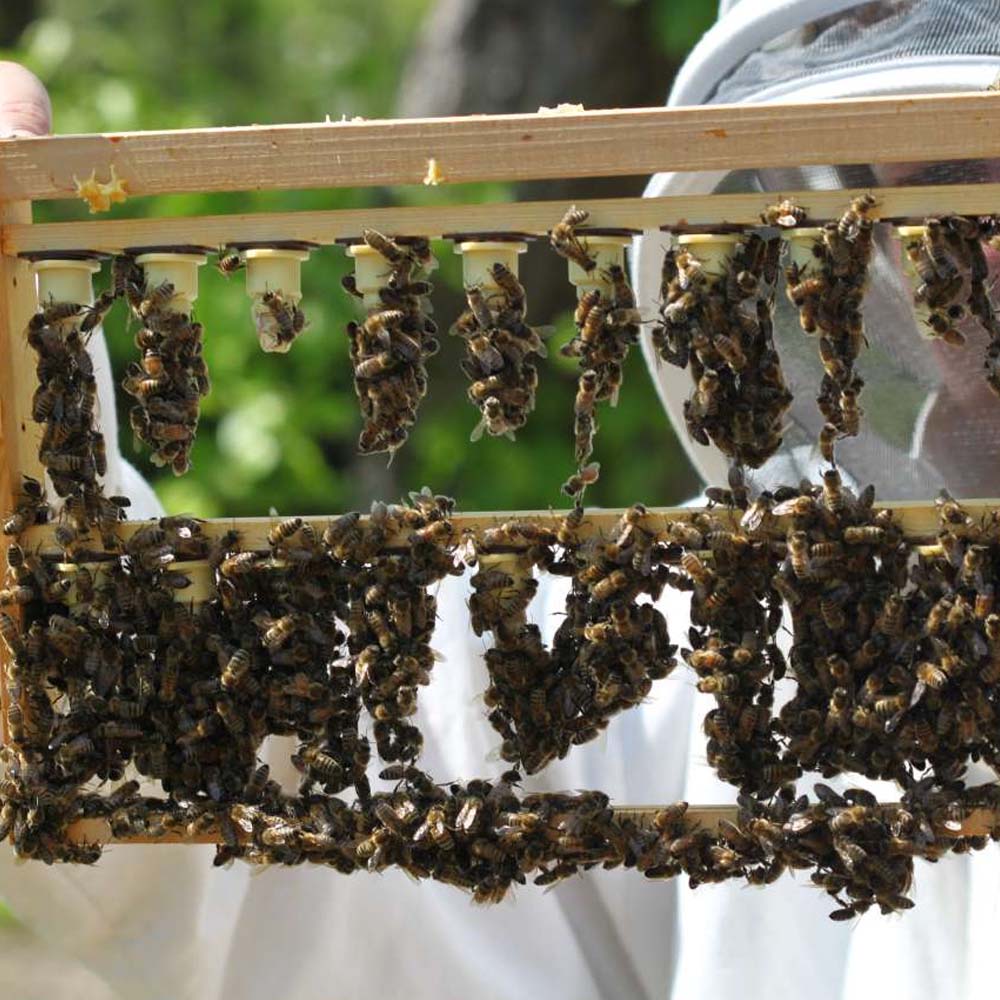 Queen rearing plastic cups