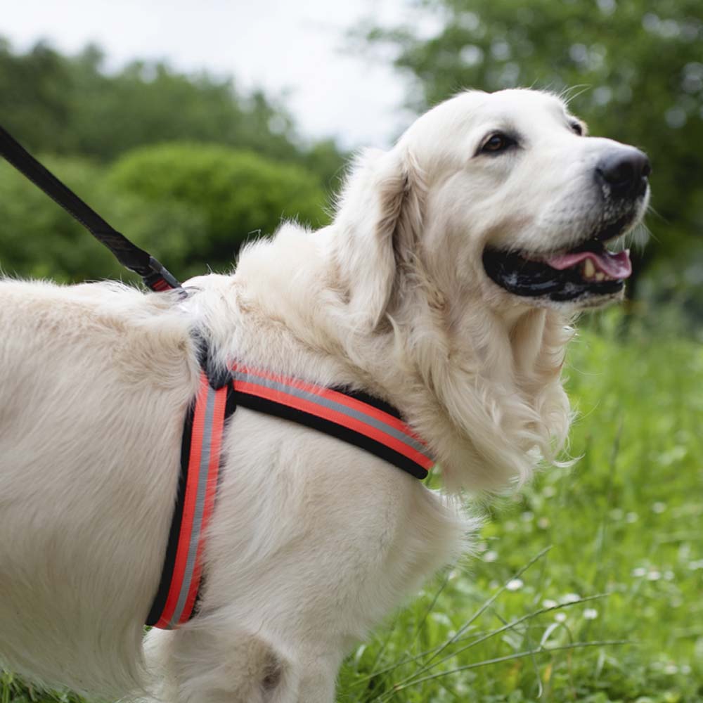 Giotto Black Leather Dog Leash