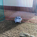 Fenced area for hamsters