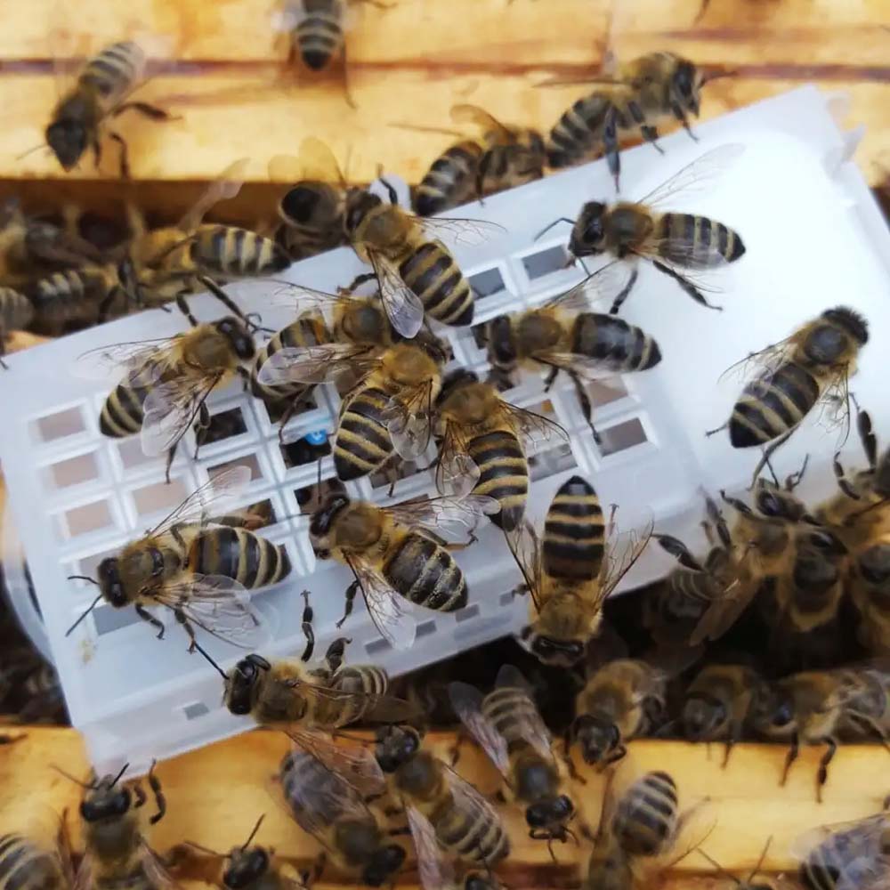 Small plastic cage for transporting and placing queen bees