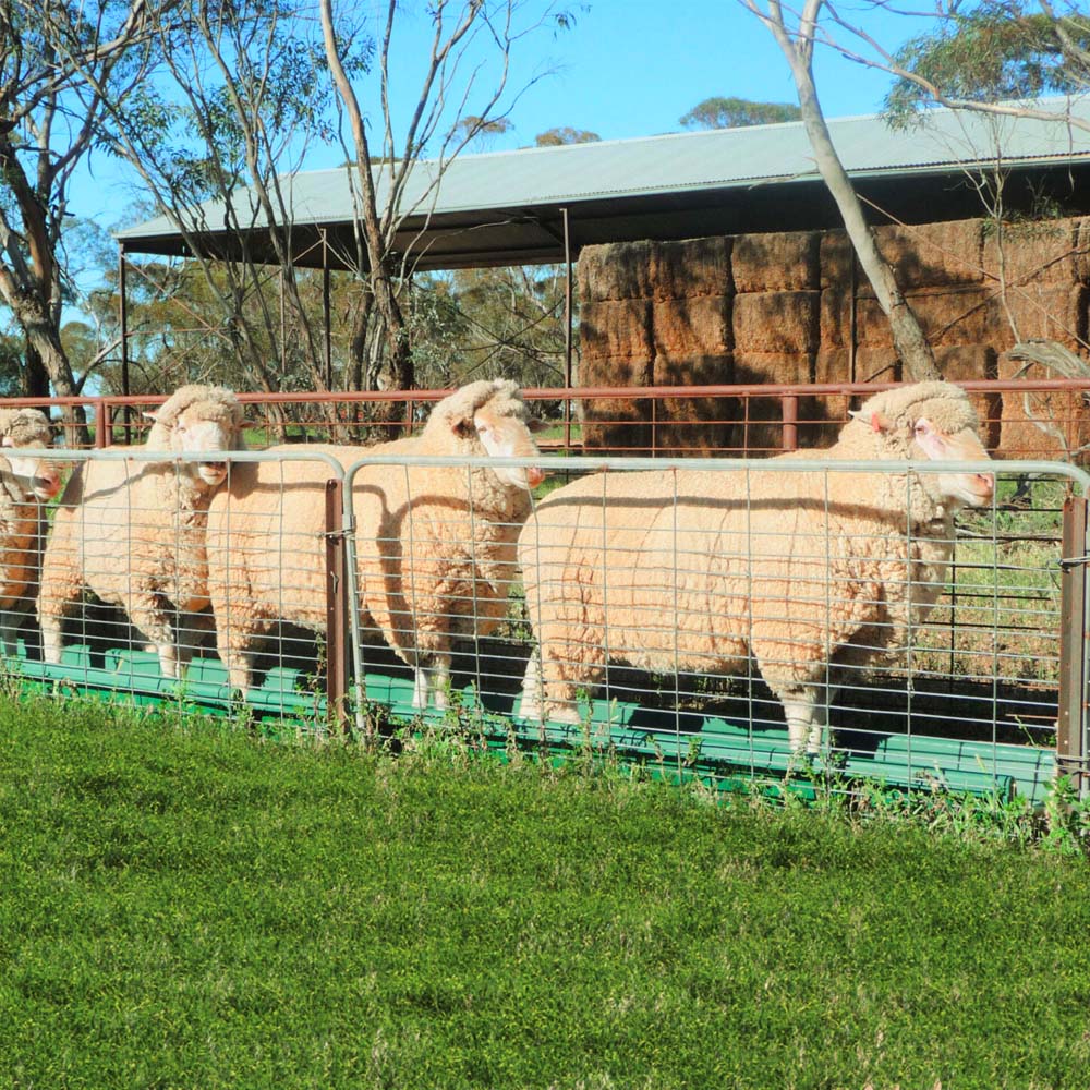 Mini Super Combi Fußbad für Schafe und Ziegen Grün 3 m