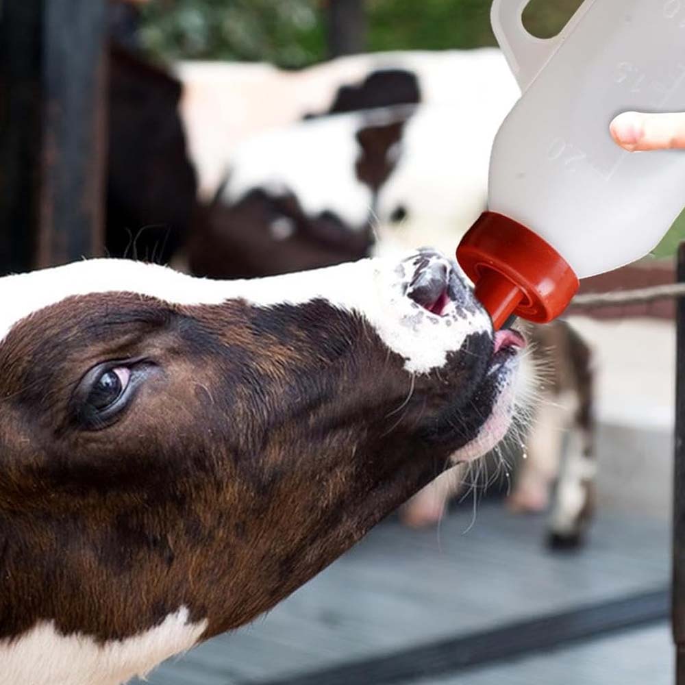 Flasche 4l mit Milchsauger