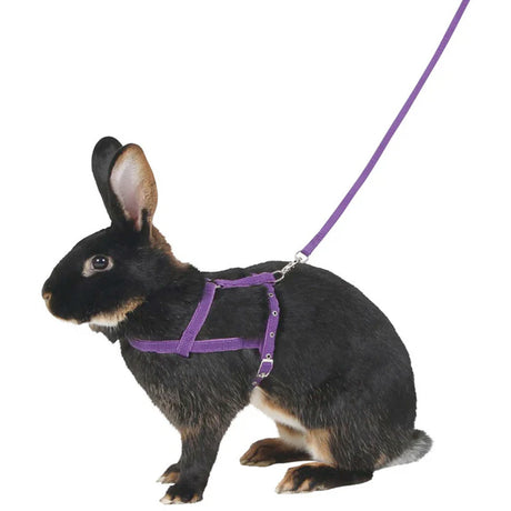 Pettorina Agility con guinzaglio 2m
