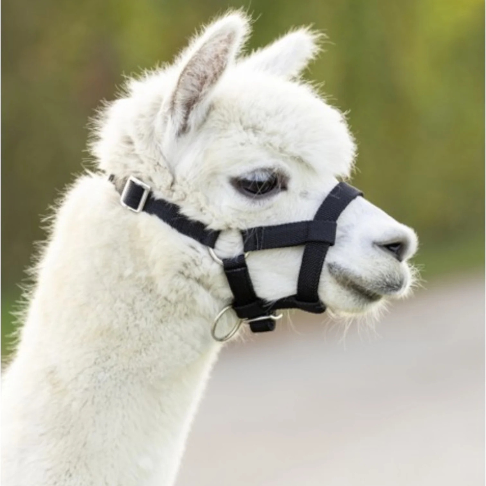 Capezza alpache con fibbie di dimensioni regolabili e perciò adatta a Pecore