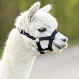 Capezza alpache con fibbie di dimensioni regolabili e perciò adatta a Pecore