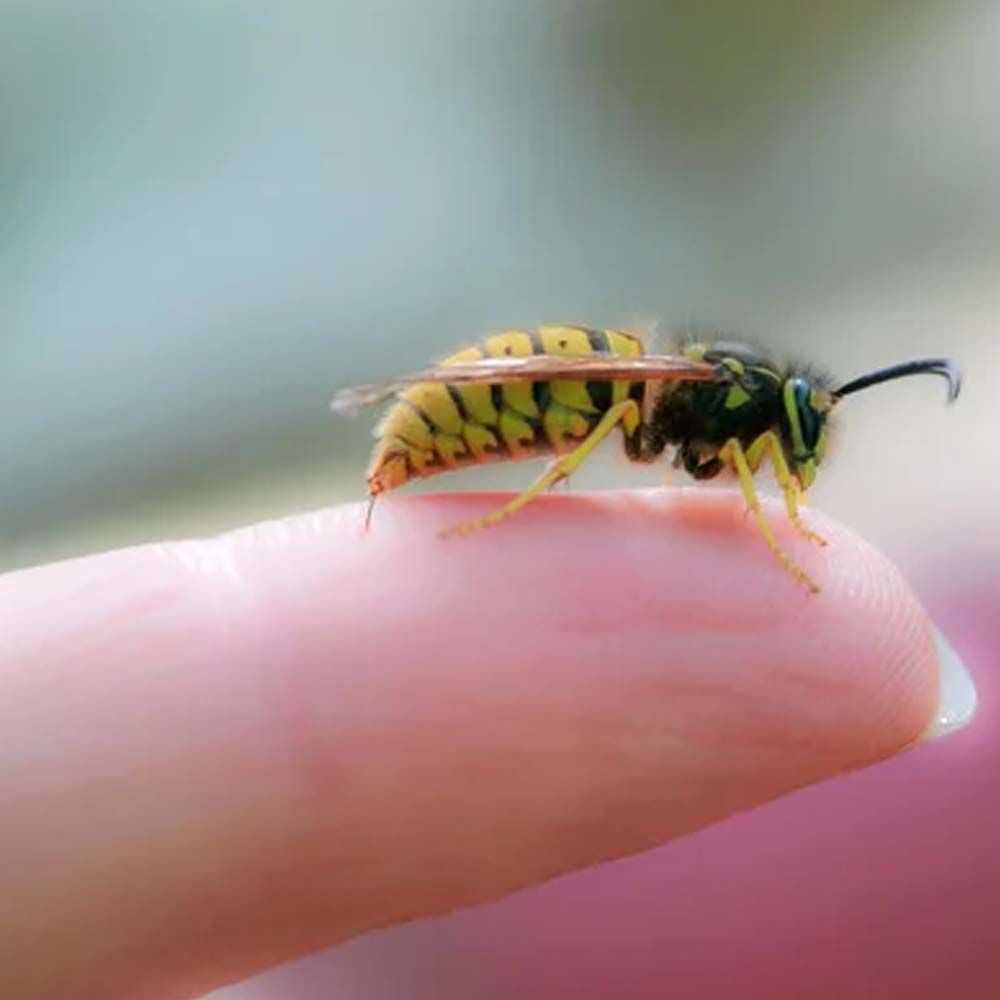 Crema Protettiva APIZIN - Protezione Efficace Contro le Punture delle Api