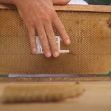 Var-Control clipped cage for beekeeping