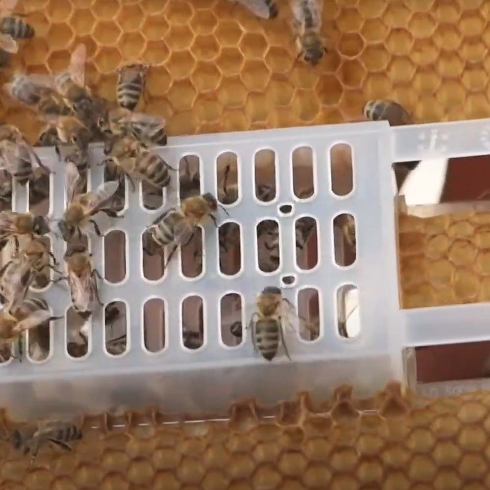 Var-Control clipped cage for beekeeping