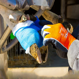 fasciatura veterinaria