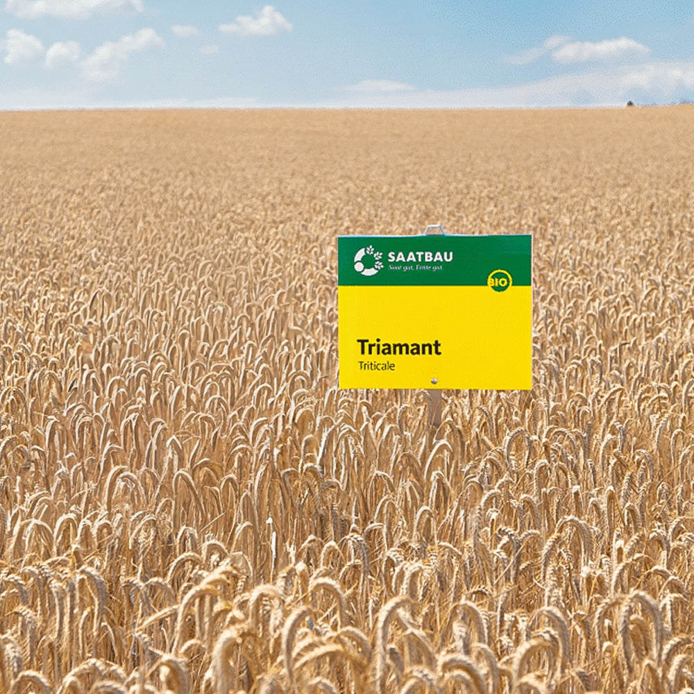 Bio-Wintertriticale Triamant 30kg
