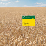 Bio-Wintertriticale Triamant 30kg