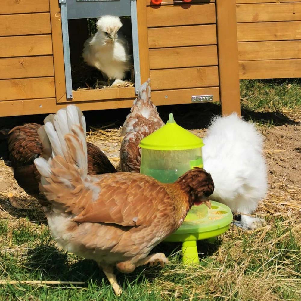 Plastic Poultry Feeder with Legs (Lemon Green)