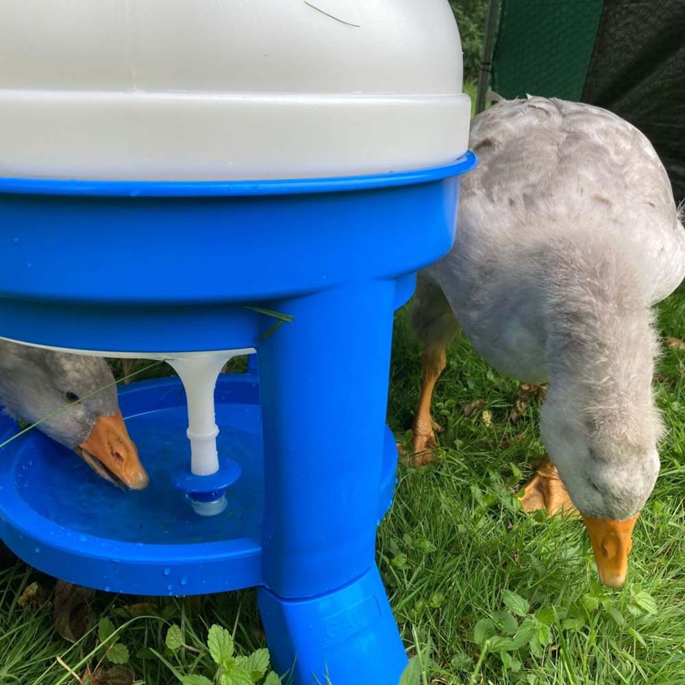 Poultry drinker 40l