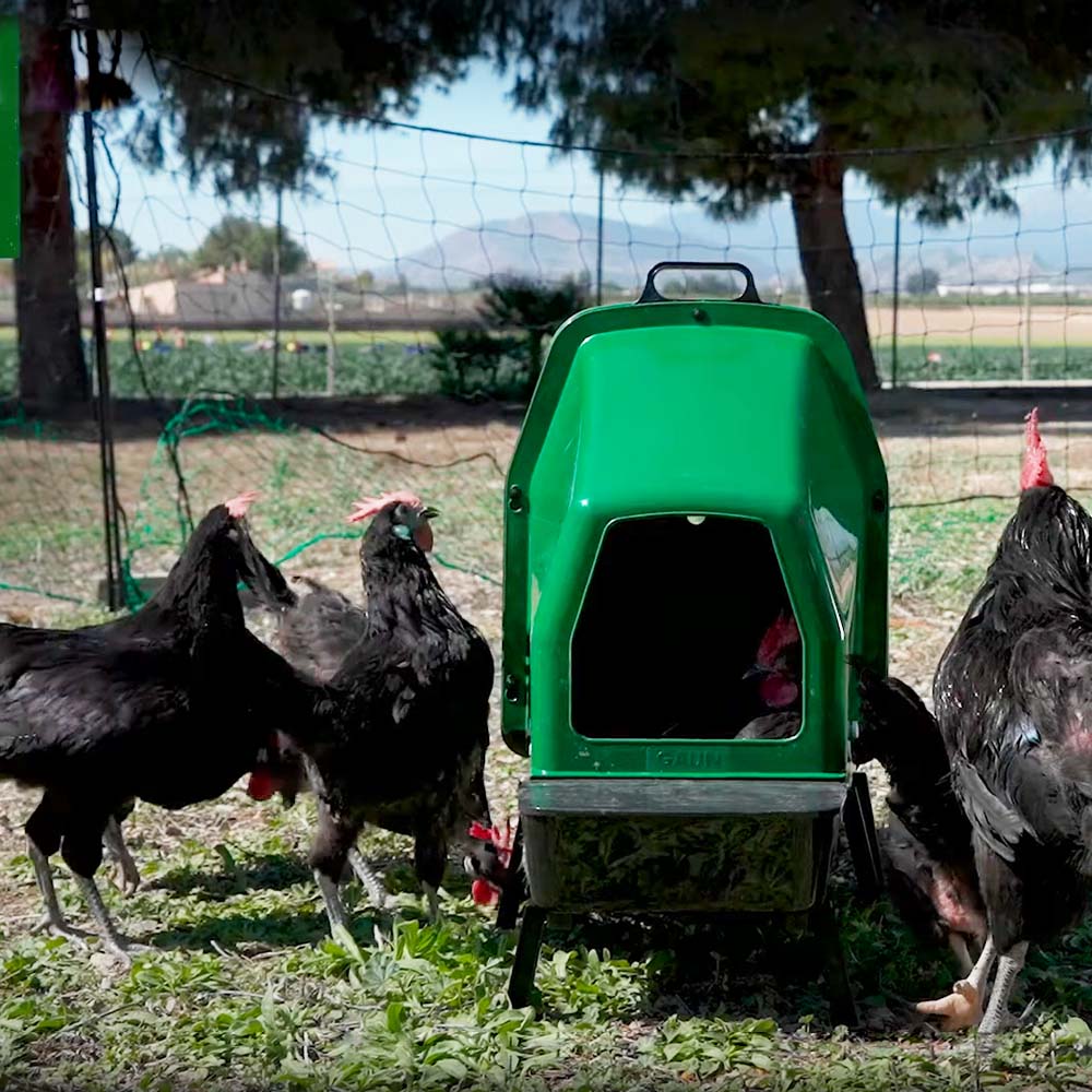 Legest in plastica per galline