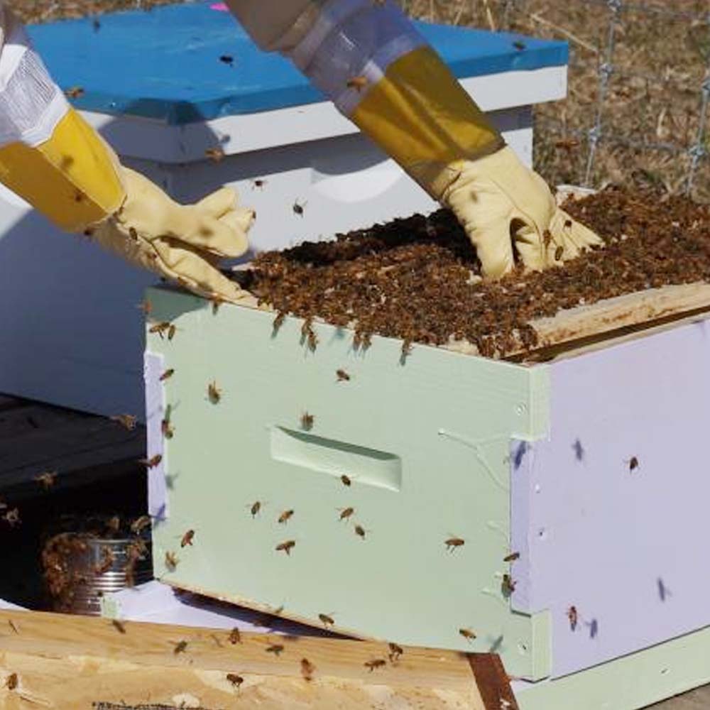 Guanti per apicoltura in pelle Bieno