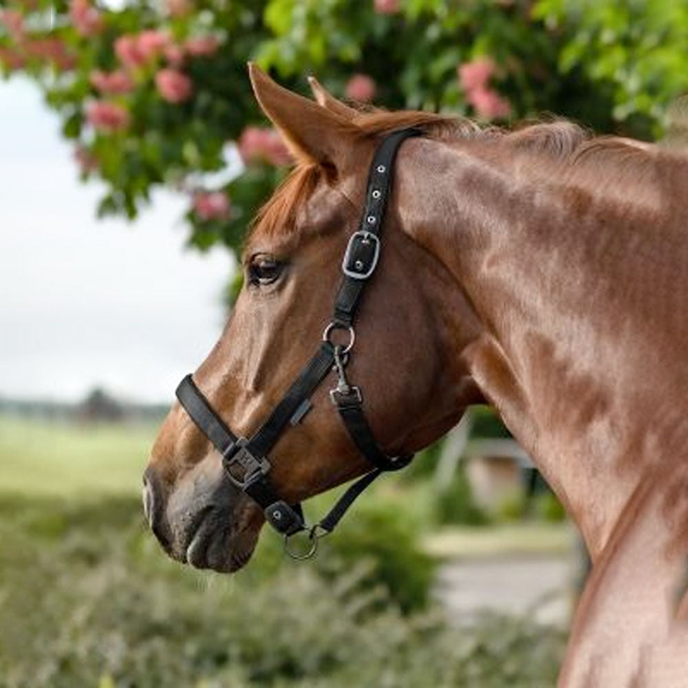 Capezza Gloomy regolabile con fibbia nera