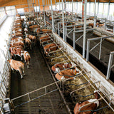 Videosorveglianza per Stalle IPCam 360 FHD - Telecamera di Sorveglianza per Stalla e Cortile