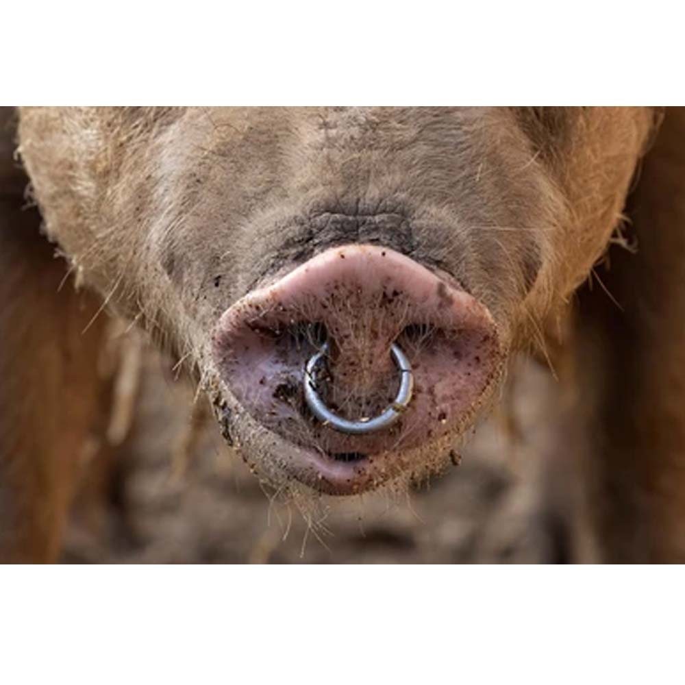 Anello per suini con gancio a baionetta