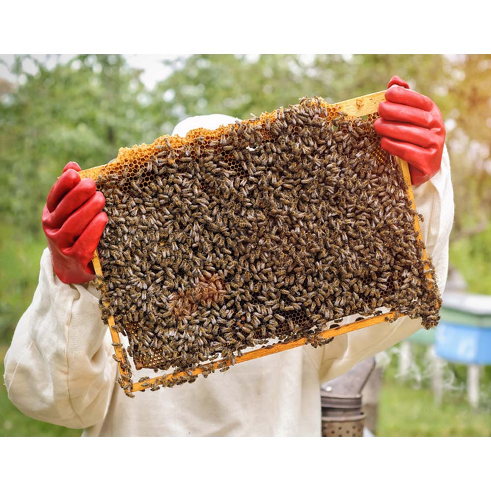 Cube hive with 10 nest frames, honeycomb cover and roof