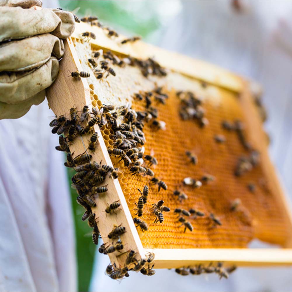 Cube hive with 10 nest frames, honeycomb cover and roof