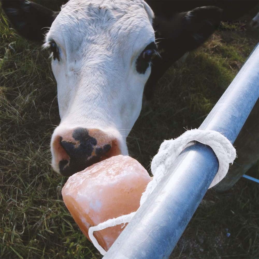 Himalaya-salzblock für alle tiere