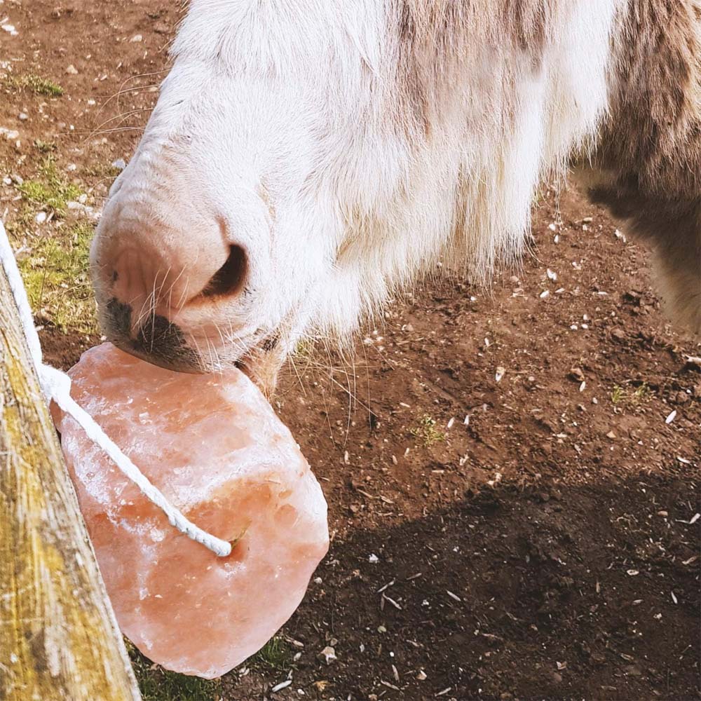 Himalaya-salzblock für alle tiere