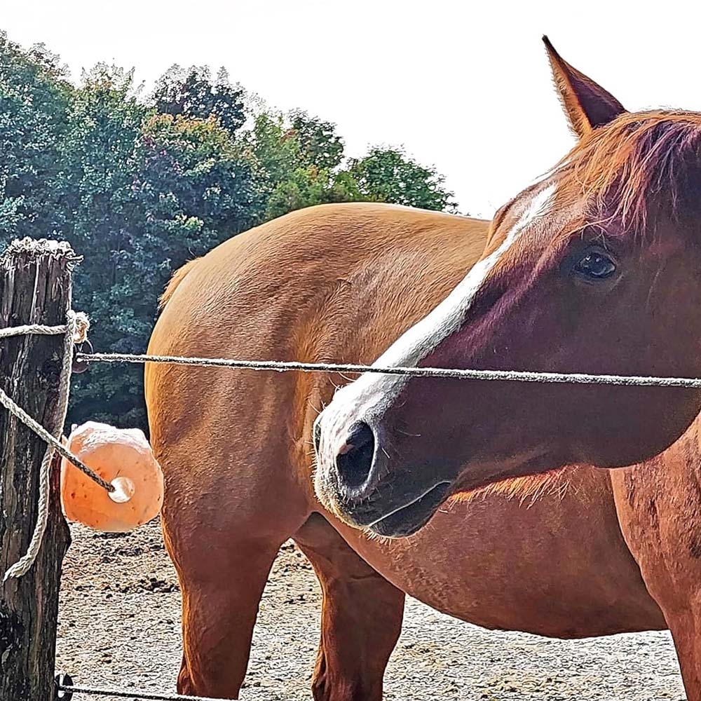 Himalaya-salzblock für alle tiere