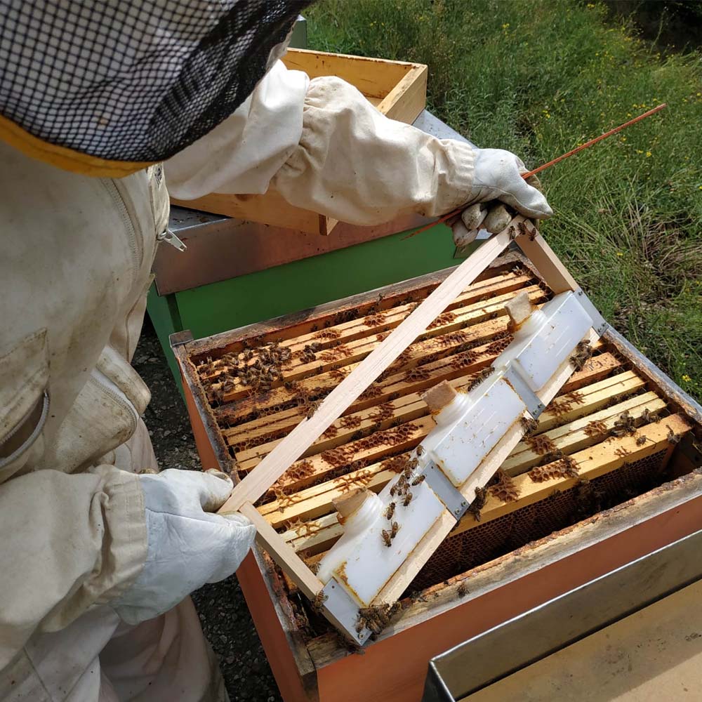 Apifor Medicinale veterinario a base di Acido Formico contro la varroa