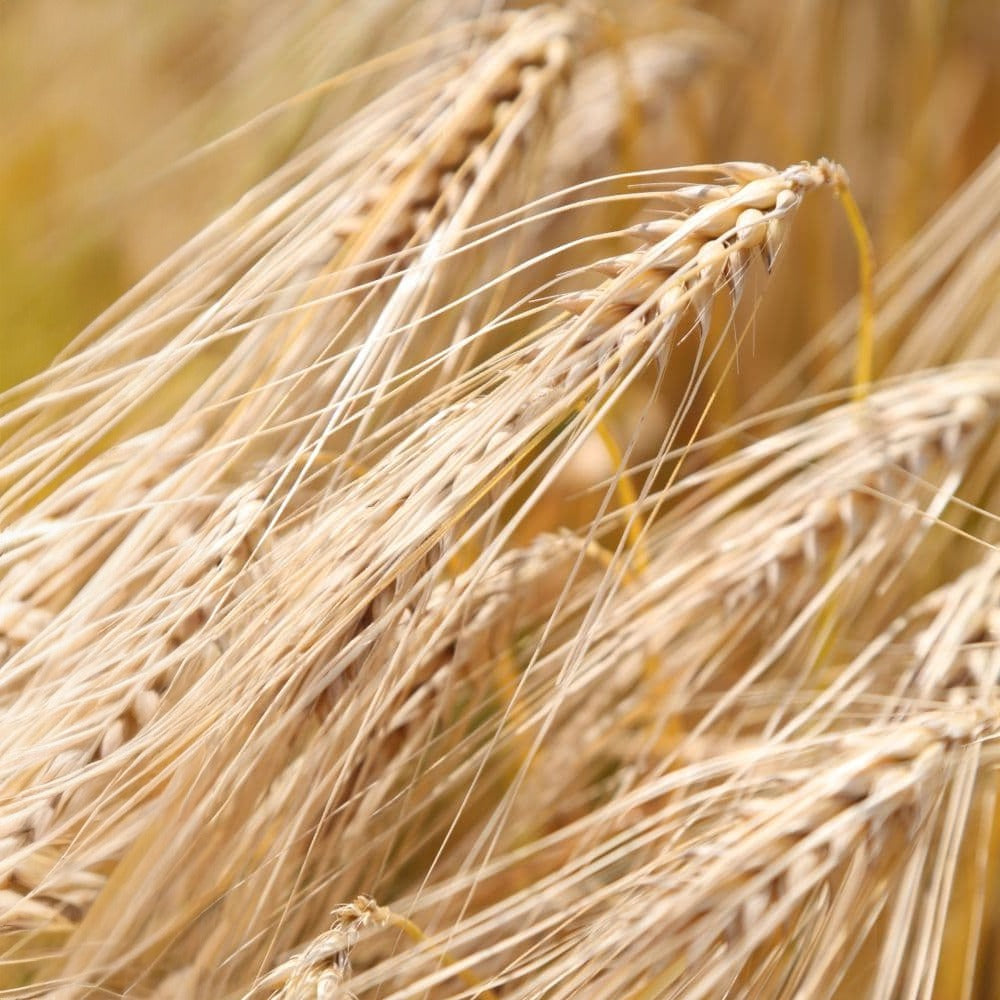 Orzo Invernale BIO Adalina 30kg – Orzo da Foraggio a Più File