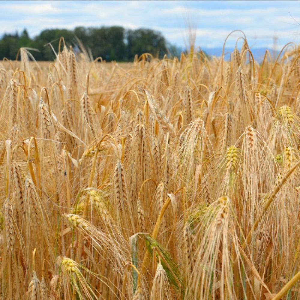 Orzo Invernale BIO Adalina 30kg – Orzo da Foraggio a Più File