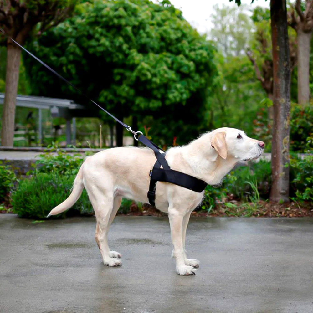 Pettorina Miami Plus per  cani