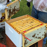 Api-Bioxal A Veterinary Medicine Based on Oxalic Acid for the Control of Varroa in Bees