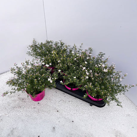 Piante Boronia Anemonifolia V.12cm Pink Star