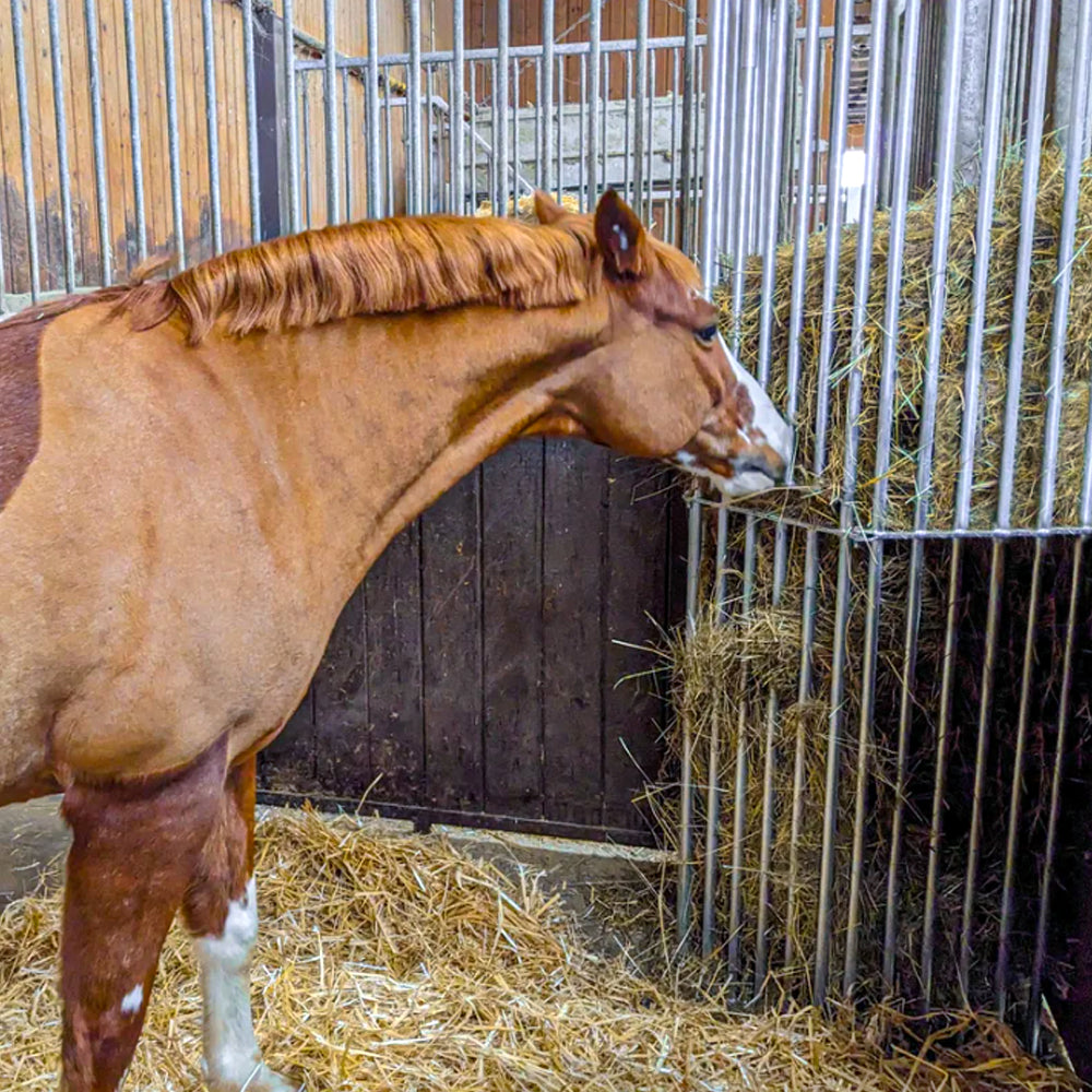 Mangatoia da Parete Regolabile per Cavalli – da 1,00 a 2,00 m per Stalla e Recinto