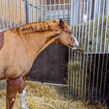 Mangatoia da Parete Regolabile per Cavalli – da 1,00 a 2,00 m per Stalla e Recinto