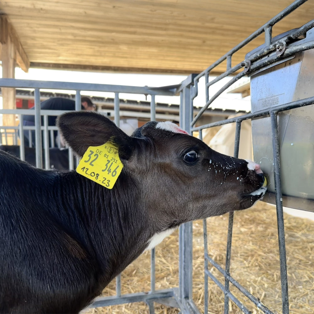 Tettarella Calf Buddy per Alimentazione Vitelli 10 Pezzi