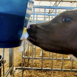 Tettarella Calf Buddy per Alimentazione Vitelli 10 Pezzi