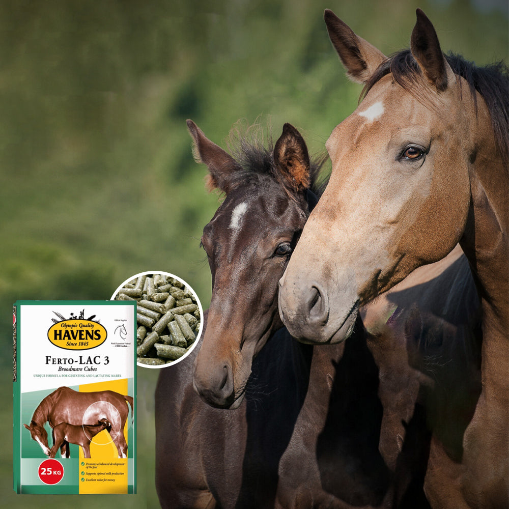 HAVENS Ferto-LAC 3 – Mangime per Fattrici in Gestazione e Lattazione 25kg