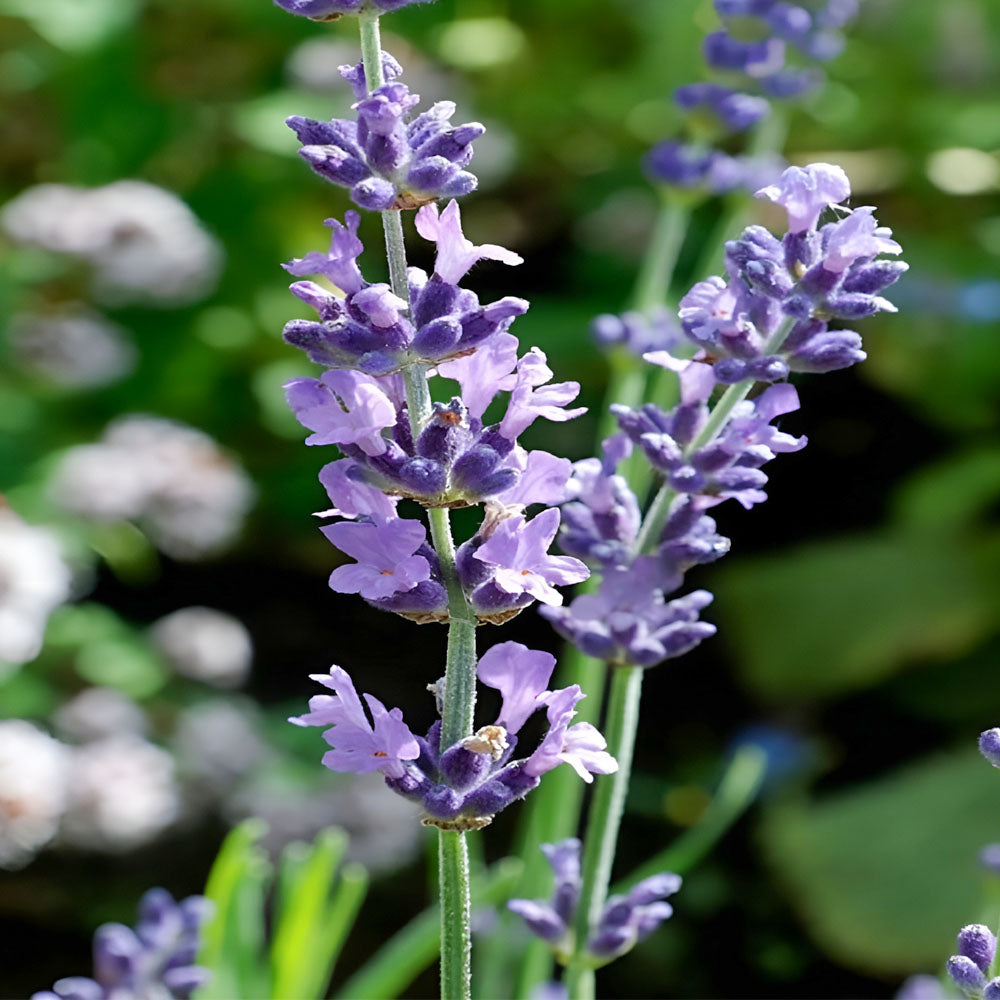 Piante Lavanda V.18cm